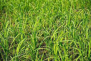 冒险游戏《沙贝》PS5版11月29日发售 Steam曾特别好评